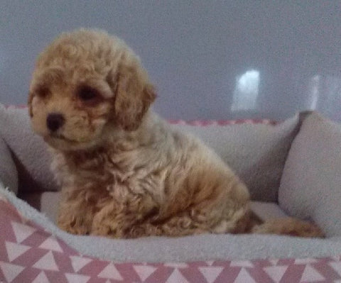 Poochon For Sale Millersburg OH Male-Sammy