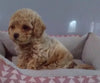 Poochon For Sale Millersburg OH Male-Sammy