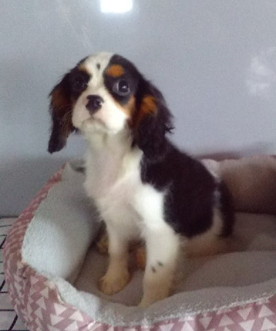 ACA Registered Cavalier For Sale Millersburg OH Male-Jake