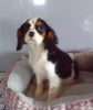 ACA Registered Cavalier For Sale Millersburg OH Male-Jake