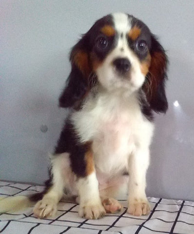 ACA Registered Cavalier For Sale Millersburg OH Male-Jet