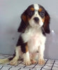 ACA Registered Cavalier For Sale Millersburg OH Male-Jet