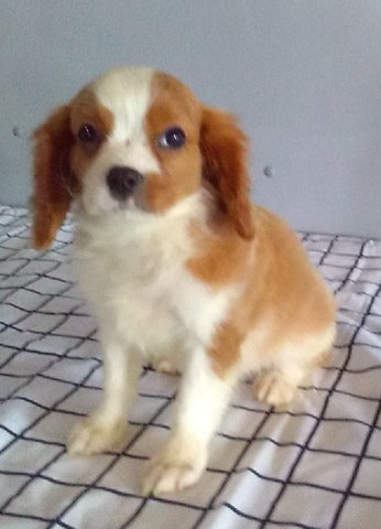 ACA Registered Cavalier For Sale Millersburg OH Male-Jexson