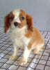 ACA Registered Cavalier For Sale Millersburg OH Male-Jexson
