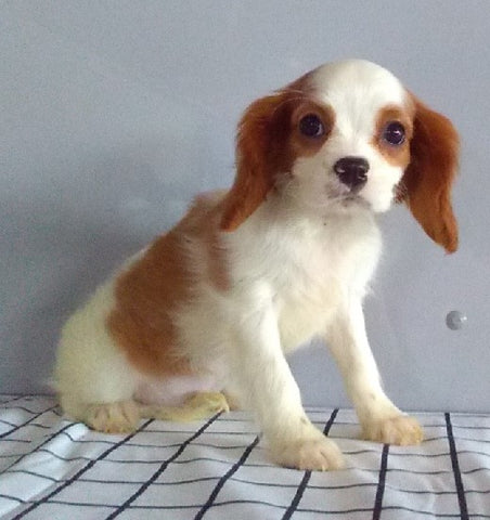 ACA Registered Cavalier For Sale Millersburg OH Female-Judy