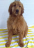 Goldendoodle For Sale Sugarcreek OH Female-Gracie