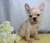 AKC Registered French Bulldog For Sale Wooster, OH Female- Karla