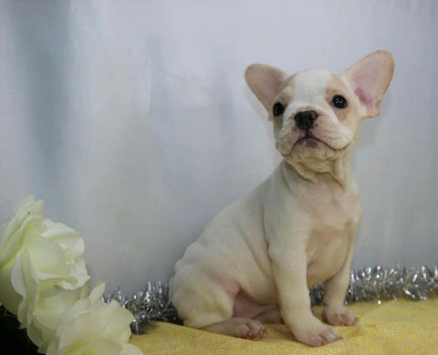 AKC Registered French Bulldog For Sale Wooster, OH Female- Kate