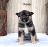 Norwegian Elkhound Hybrid For Sale Adamsville, OH Female- Kena