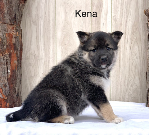 Norwegian Elkhound Hybrid For Sale Adamsville, OH Female- Kena