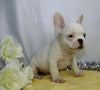 AKC Registered French Bulldog For Sale Wooster, OH Male- Kerwin