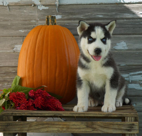 AKC Registered Siberian Husky For Sale Fredericksburg OH Male- King