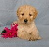 Goldendoodle For Sale Millersburg, OH Female- Kissables