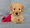 Goldendoodle For Sale Millersburg, OH Female- Kissables