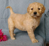 Goldendoodle For Sale Millersburg, OH Female- Kissables