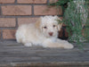 F1B Mini Labradoodle For Sale Millersburg, OH Female- Kissables