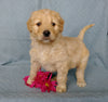 Goldendoodle For Sale Millersburg, OH Female- Kissables