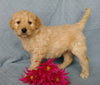 Goldendoodle For Sale Millersburg, OH Female- Kissables