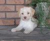 F1B Mini Labradoodle For Sale Millersburg, OH Female- Kissables