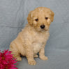 Goldendoodle For Sale Millersburg, OH Female- Kissables
