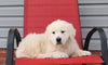 English Cream Golden Retriever For Sale Fredericksburg, OH Male- Kluber