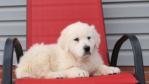 English Cream Golden Retriever For Sale Fredericksburg, OH Male- Kluber