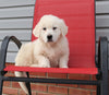 English Cream Golden Retriever For Sale Fredericksburg, OH Male- Kluber