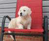 English Cream Golden Retriever For Sale Fredericksburg, OH Male- Kluber