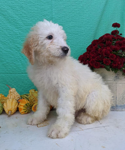Mini Bernedoodle For Sale Sugarcreek, OH Male- Koda