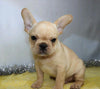 AKC Registered French Bulldog For Sale Wooster, OH Male- Korey