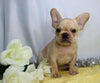 AKC Registered French Bulldog For Sale Wooster, OH Male- Korey