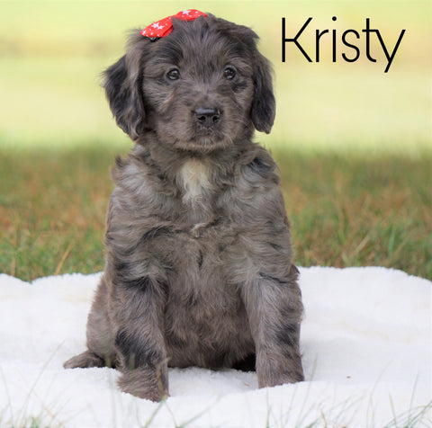 Mini Goldendoodle For Sale Sugarcreek, OH Female - Kristy