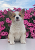 ACA Registered Pembroke Welsh Corgi For Sale Adamsville, OH Male- Kyler