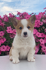 ACA Registered Pembroke Welsh Corgi For Sale Adamsville, OH Male- Kyler