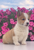 ACA Registered Pembroke Welsh Corgi For Sale Adamsville, OH Male- Kyler
