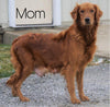 AKC Registered Golden Retriever For Sale Loudenville OH, Female - Sofia
