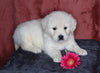 AKC Registered English Cream Golden Retriever For Sale Fredericksburg, OH Female- Lacey