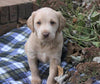 Mini Labradoodle For Sale Millersburg, OH Male- Laddie