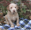 Mini Labradoodle For Sale Millersburg, OH Male- Laddie