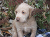 Mini Labradoodle For Sale Millersburg, OH Male- Laddie