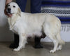 AKC Registered English Cream Golden Retriever For Sale Fredericksburg, OH Male- Teddy