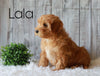 F1B Mini Goldendoodle For Sale Millersburg, OH Female- Lala