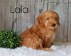 F1B Mini Goldendoodle For Sale Millersburg, OH Female- Lala