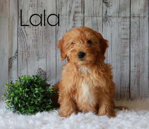 F1B Mini Goldendoodle For Sale Millersburg, OH Female- Lala
