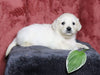 AKC Registered English Cream Golden For Sale Fredericksburg, OH Male- Lance