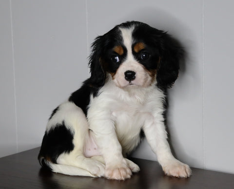 AKC Registered Cavalier King Charles Spaniel For Sale Fredericksburg, OH Male- Lance