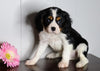 AKC Registered Cavalier King Charles Spaniel For Sale Fredericksburg, OH Male- Lance
