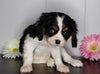 AKC Registered Cavalier King Charles Spaniel For Sale Fredericksburg, OH Male- Lance