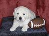 AKC Registered English Cream Golden Retriever For Sale Fredericksburg, OH Male- Lane