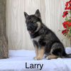 Norwegian Elkhound Hybrid For Sale Adamsville, OH Male- Larry